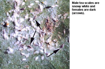 Figure 4. Male tea scales are snowy white and females are dark.