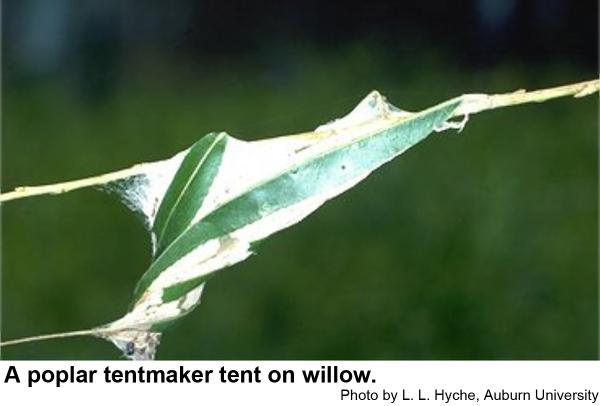 A poplar tentmaker tent on willow