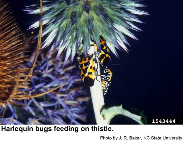 Photo of harlequin bug feeding on plant