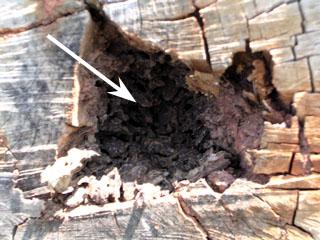 Figure 5. Close-up of termite damage in live tree.