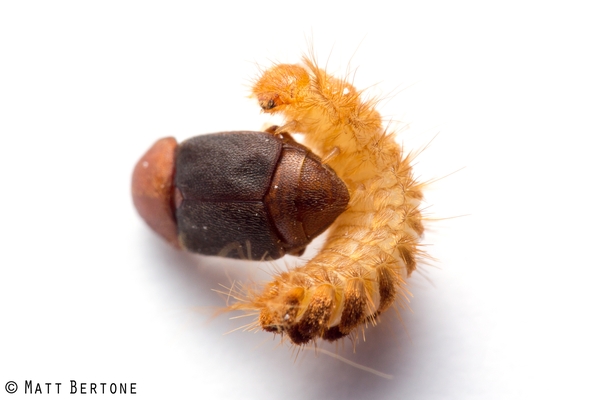 A long, amber colored very hairy larva, looking like a pipe cleaner crawling on a dead insect