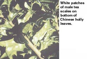 Figure 1. White patches of male tea scales.