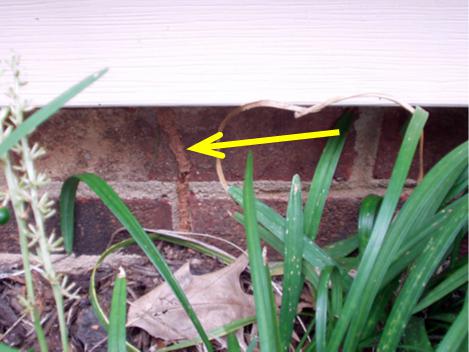 Figure 3. Termite mud tubes on the exterior of a house.