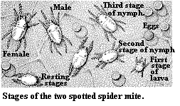 Stages of twospotted spider mites.