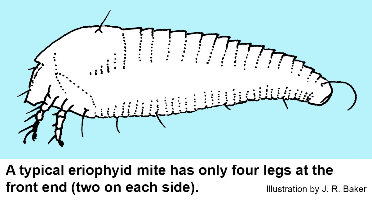Eriophyid mite Illustration. A typical eriophyid mite has only four legs at the front end (two on each side)