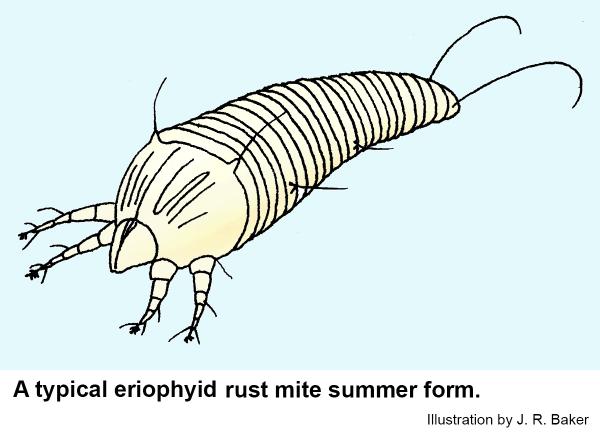 Atypical eriophyid rust mite summer form illustration.