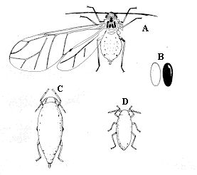 Asparagus aphid. A. Winged adult. B. Eggs. C. Wingless adult. D.