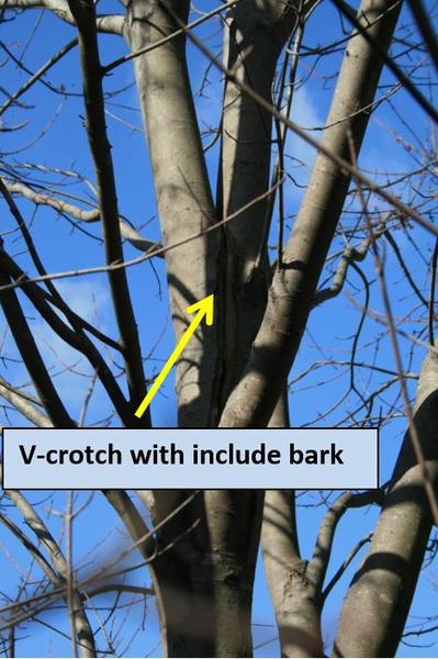 V-crotch with include bark