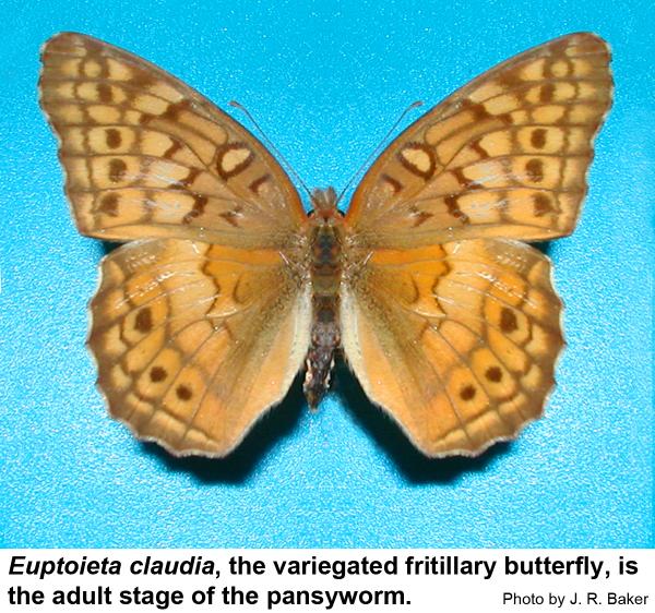 Top view of the Euptoieta claudia, the variegated fritillary butterfly, is the adult stage of the pansyworm.