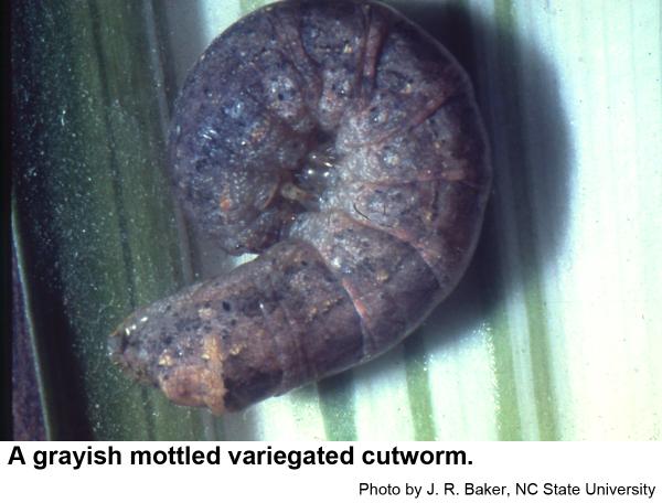 A grayish mottled variegated cutworm