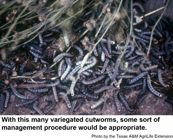 Large group of variegated cutworms (with this many, some sort of management procedure would be appropriate)
