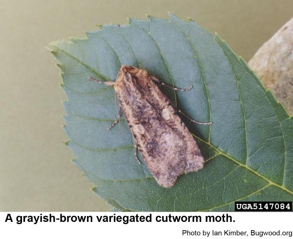 A grayish-brown variegated cutworm moth
