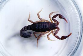 Photo of scorpion in glass jar