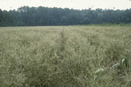 Photo of soybean field showing velvetbean caterpillar damage