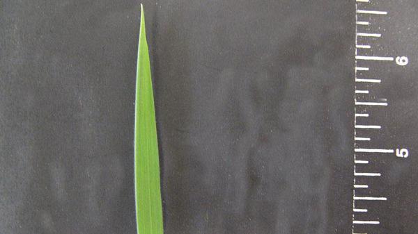 Velvetgrass leaf blade tip