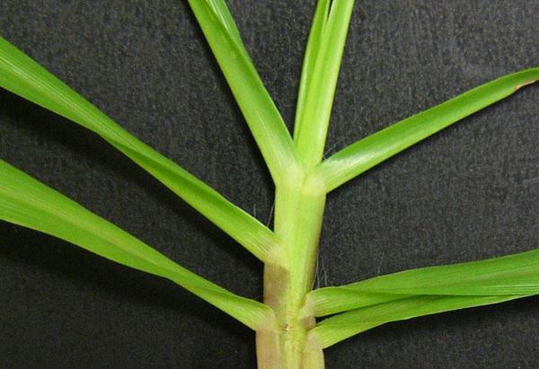 Figure 7. Bahiagrass vernation.