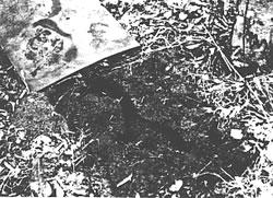 black and white photo of pine vole tunnels