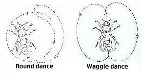 Round and Waggle Dance