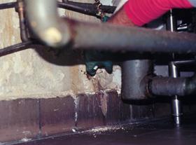 Figure 3. Leaky pipes can create an area conducive to booklice.