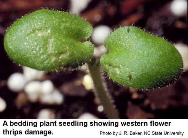 western flower thrips feed on seedlings