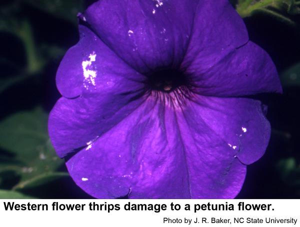 Western flower thrips damage to petunia.
