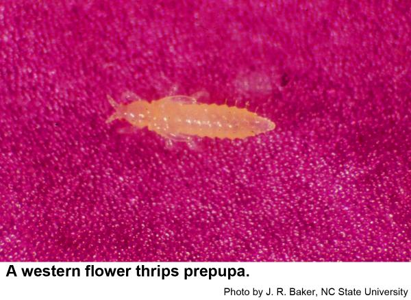 Western flower thrips prepupa