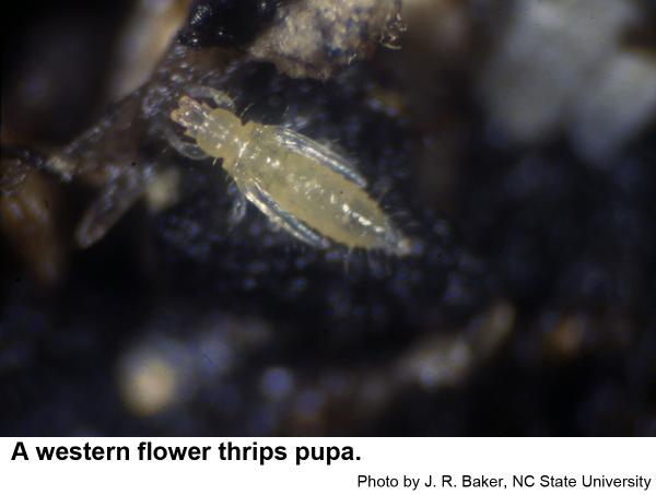 Western flower thrips pupa