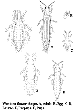 Figure 15. Western flower thrips stages.
