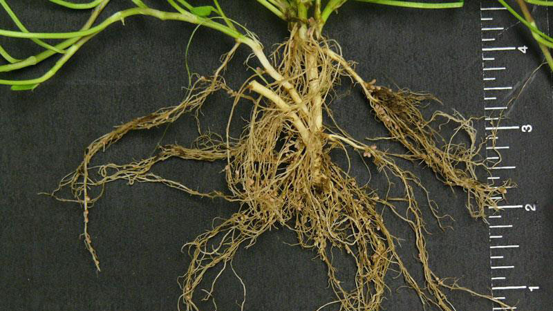 White clover root type.