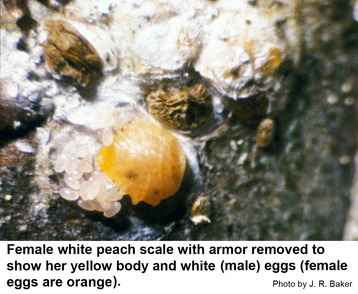 Female white peach scale with armor removed to show her yellow body and white (male) eggs (female eggs are orange).