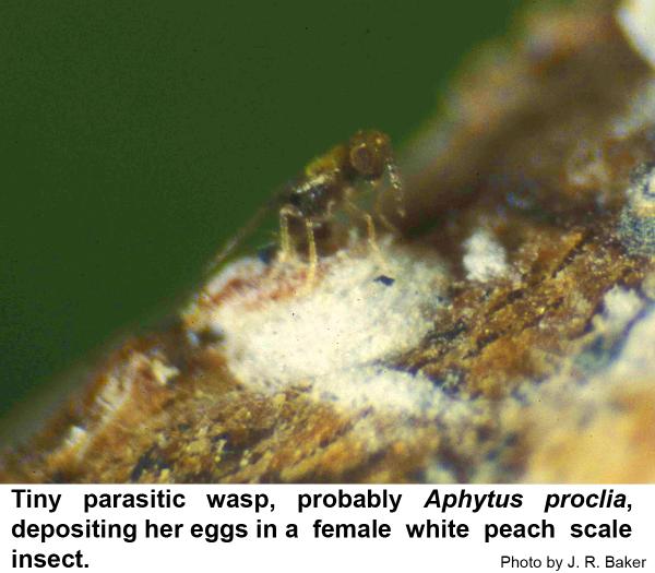 Parasitic wasp depositing her eggs in a female white peach scale insect