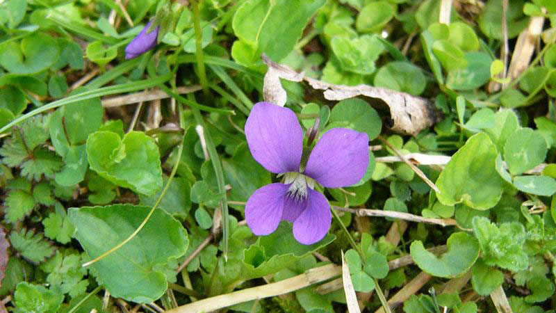 Wild Violet Nc State Extension Publications