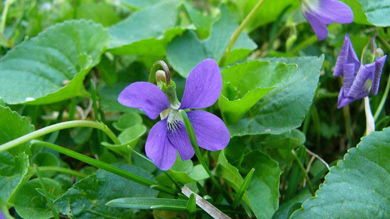Wild violet flower color.