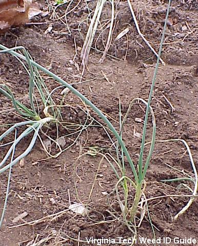 Photo of wild garlic or onion