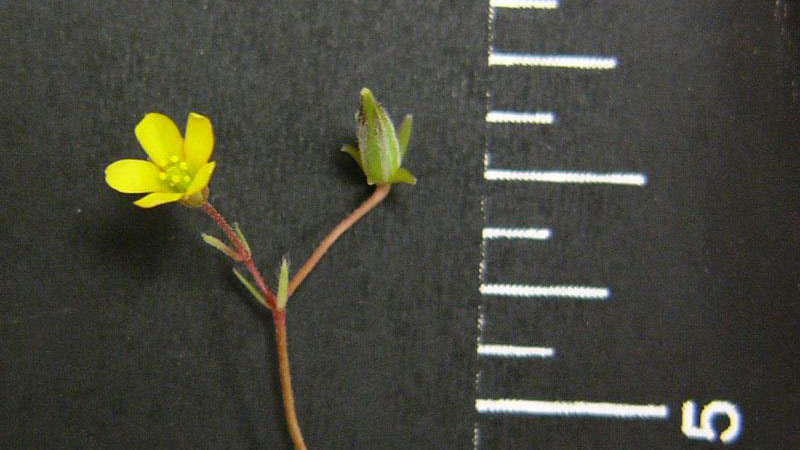 Yellow woodsorrel with yellow flower against black background with measurement markings