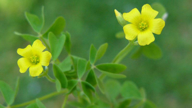 Yellow woodsorrel outdoors with yellow flowers