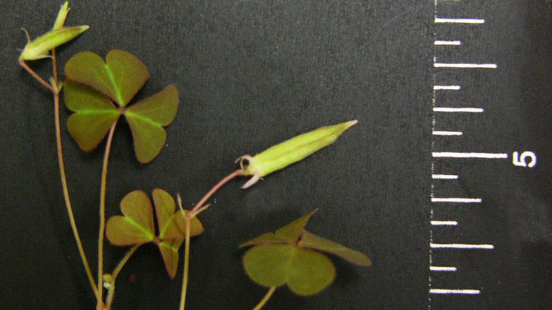 Several Yellow woodsorrel leaflets on black background with measurement markings