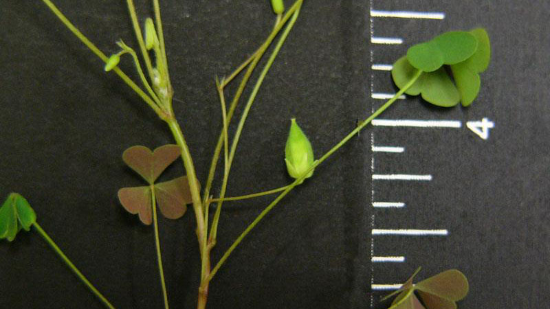 Yellow woodsorrel against black background with measurement markings