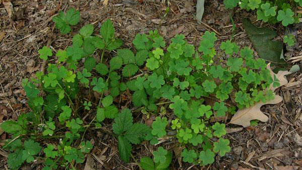 Yellow woodsorrel shown growing outdoors, low to to the ground
