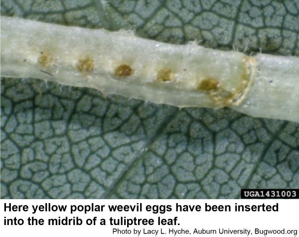 yellow poplar weevil eggs have been inserted into the midrib of a tuliptree leaf