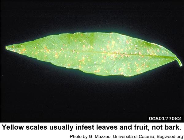 Yellow scales may cause leaf drop and twig dieback.