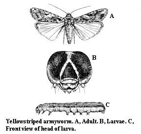 Yellowstriped armyworm. A. Adult. B. Front view of larva head. C