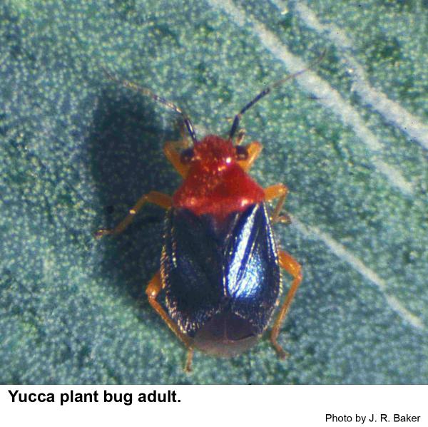 yucca plant bug top view