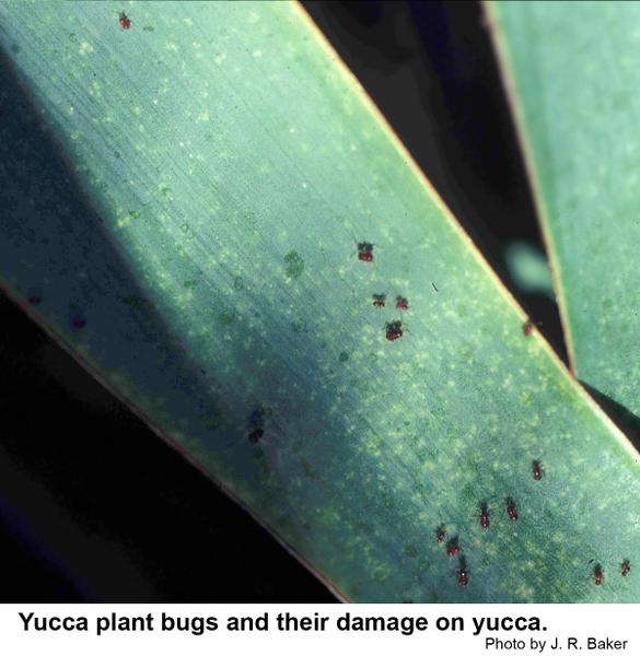Yucca plant bugs and the damage on the yucca plants