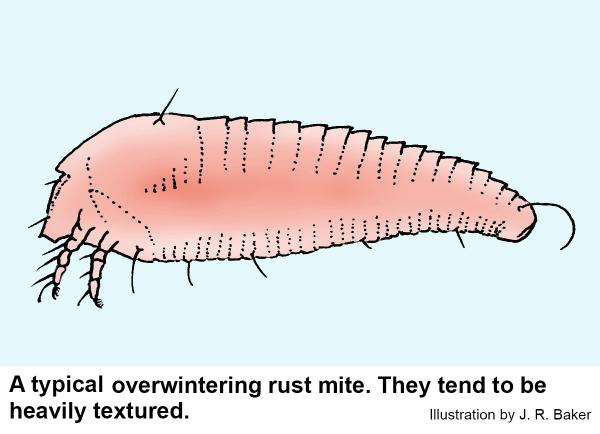 A typical overwintering rust mite illustration. They tend to be heavily textured.