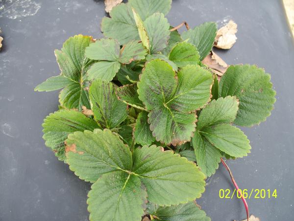 Normal strawberry leaves with black areas.