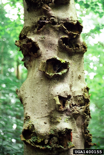 The trunk of a beech tree in a forest. Cankers with rough, calloused edges cover the trunk.