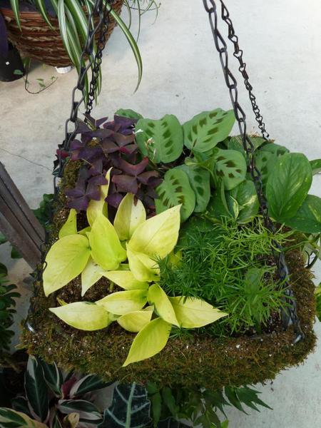 indoor houseplants in hanging basket