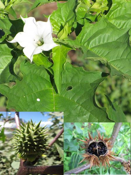 jimson weed (plant with white bloom)