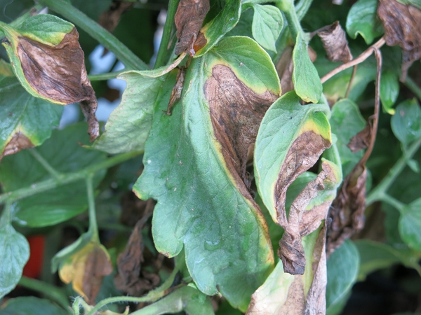 V-shaped lesions on the leaves of a tomato
